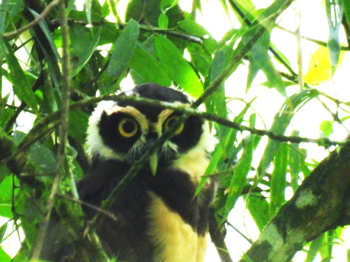 Spectacled Owl - ML613018716