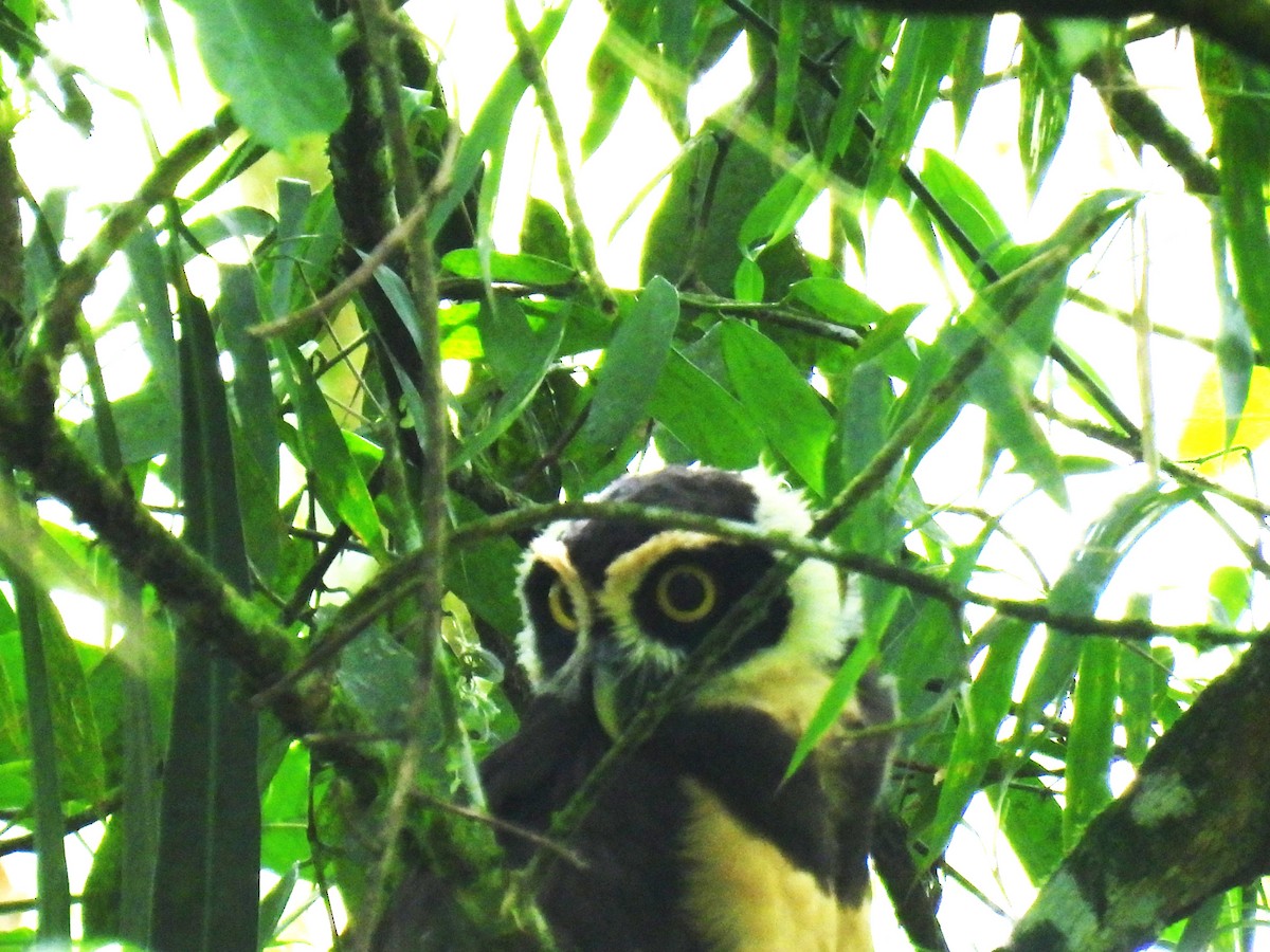 Spectacled Owl - ML613018720
