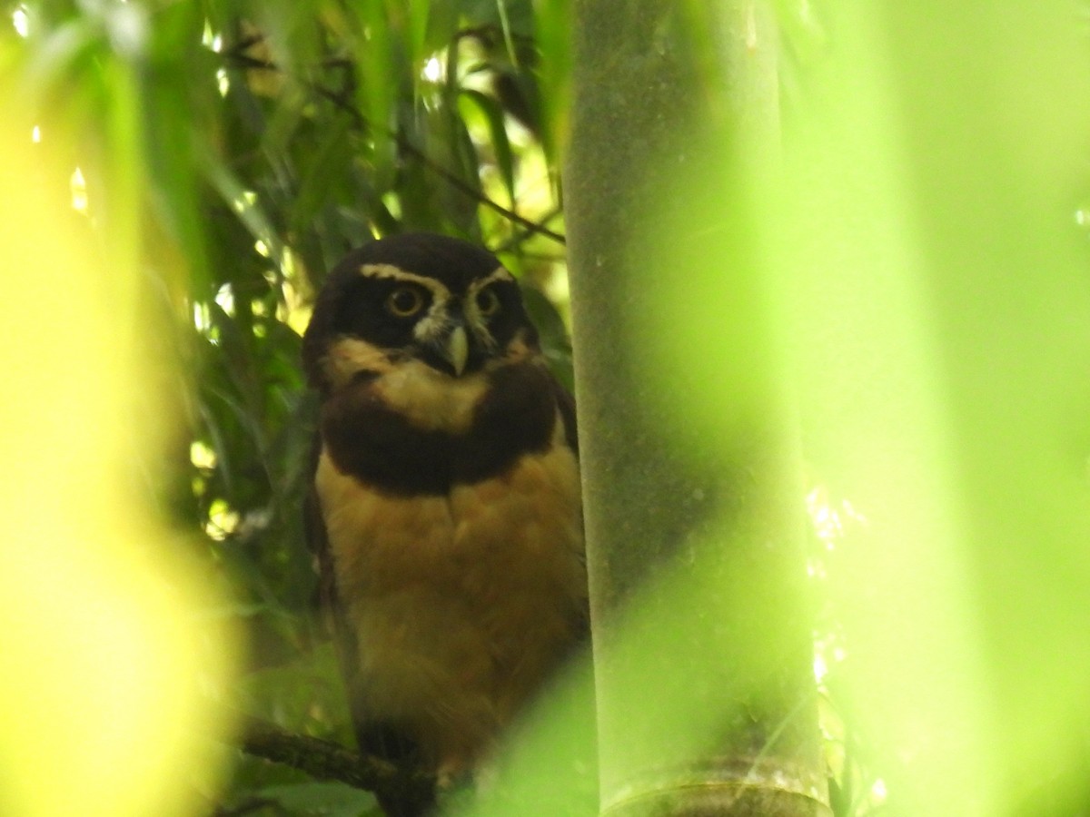 Spectacled Owl - ML613018727