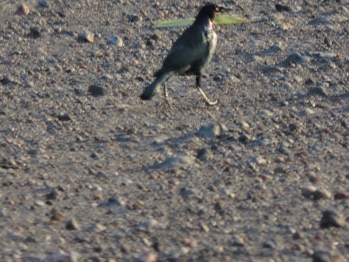 Brewer's Blackbird - ML613018839