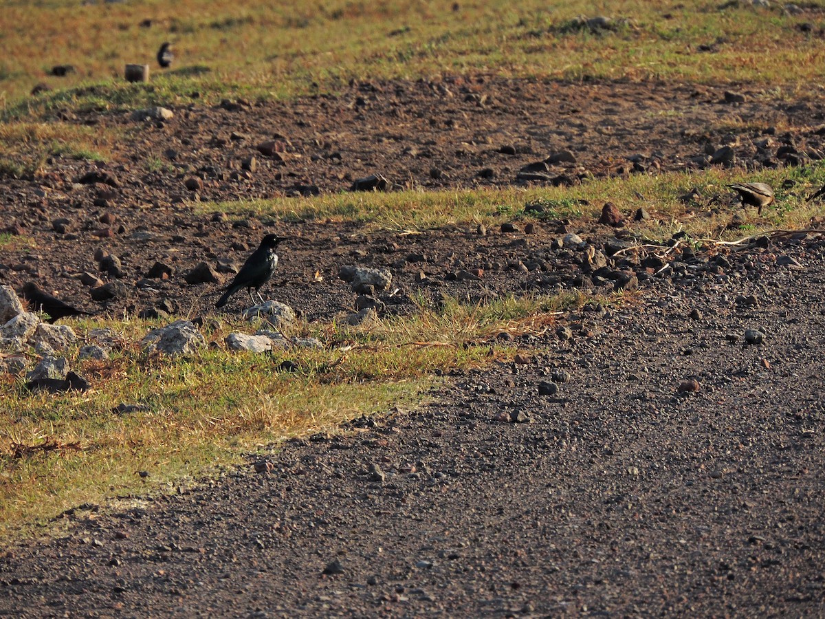 Brewer's Blackbird - ML613018913