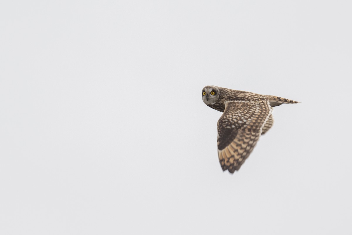 Short-eared Owl - ML613018981