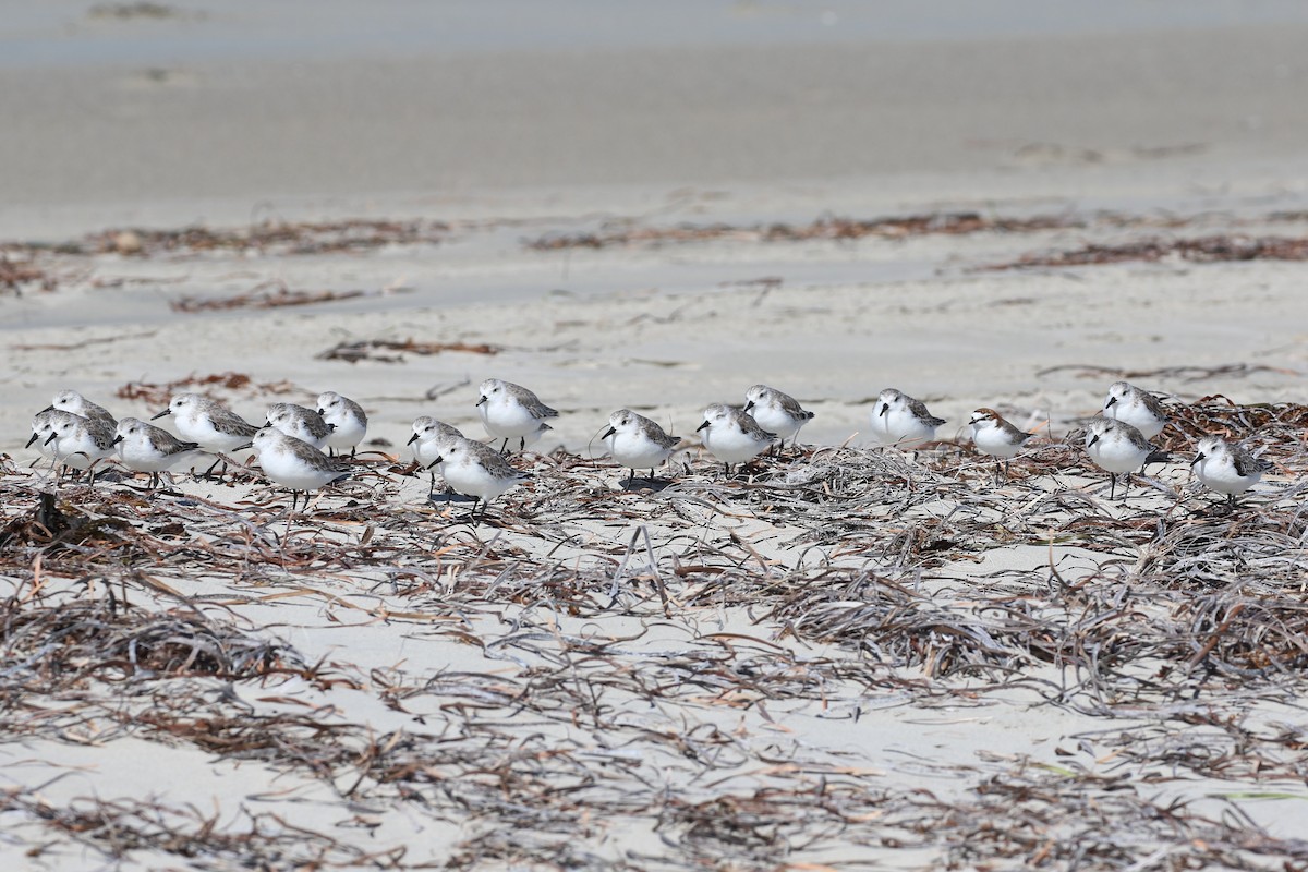 Bécasseau sanderling - ML613019089