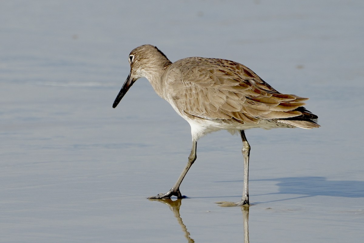 Willet - ML613019162