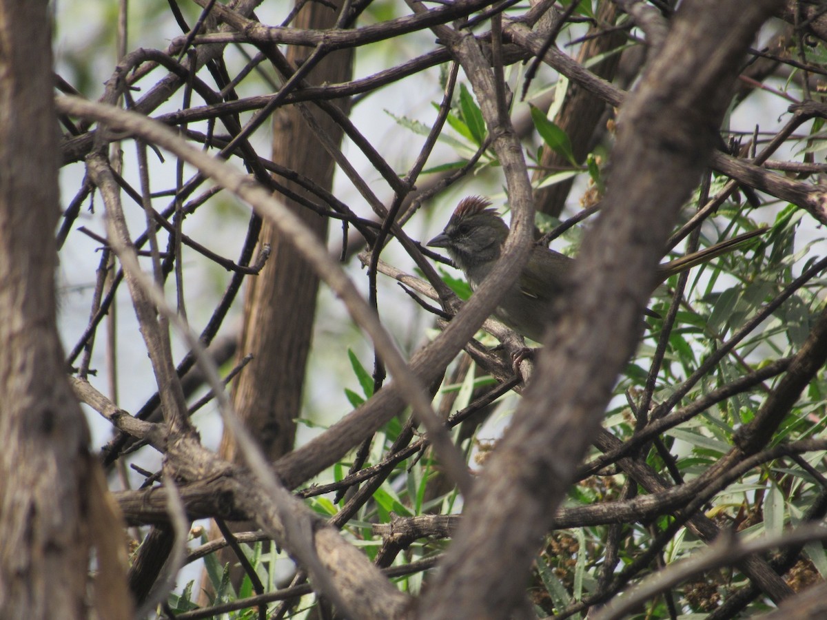 Green-tailed Towhee - ML613019180