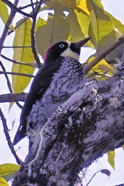 Acorn Woodpecker - ML613019181