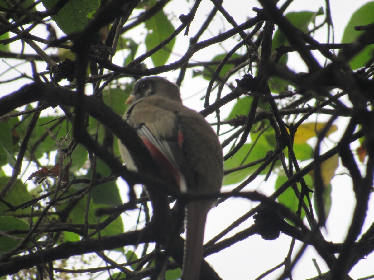 trogon krásný - ML613019249