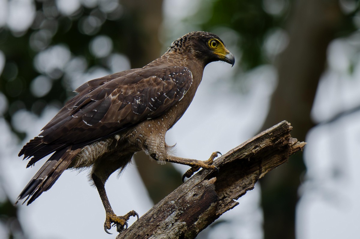 Crested Serpent-Eagle - ML613019300
