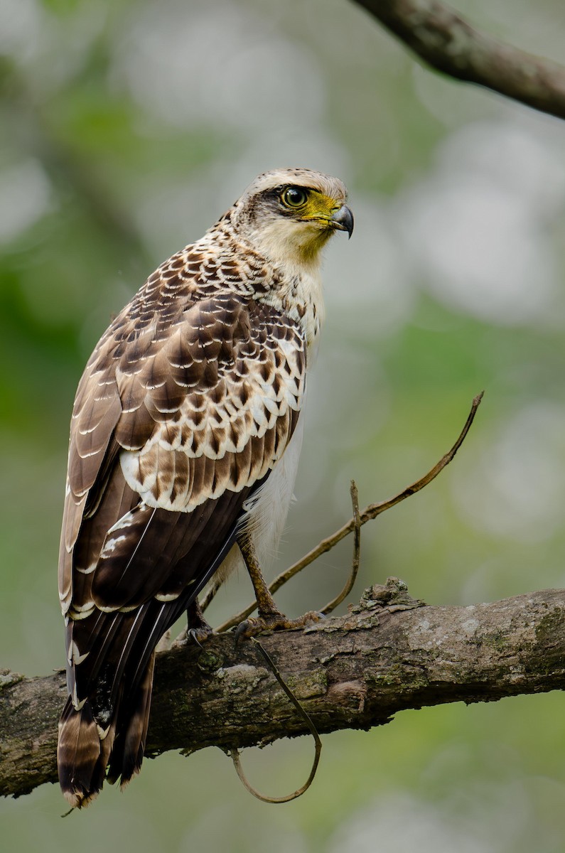 Crested Serpent-Eagle - ML613019305