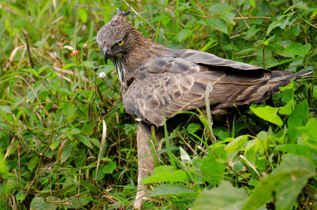 Changeable Hawk-Eagle - ML613019321