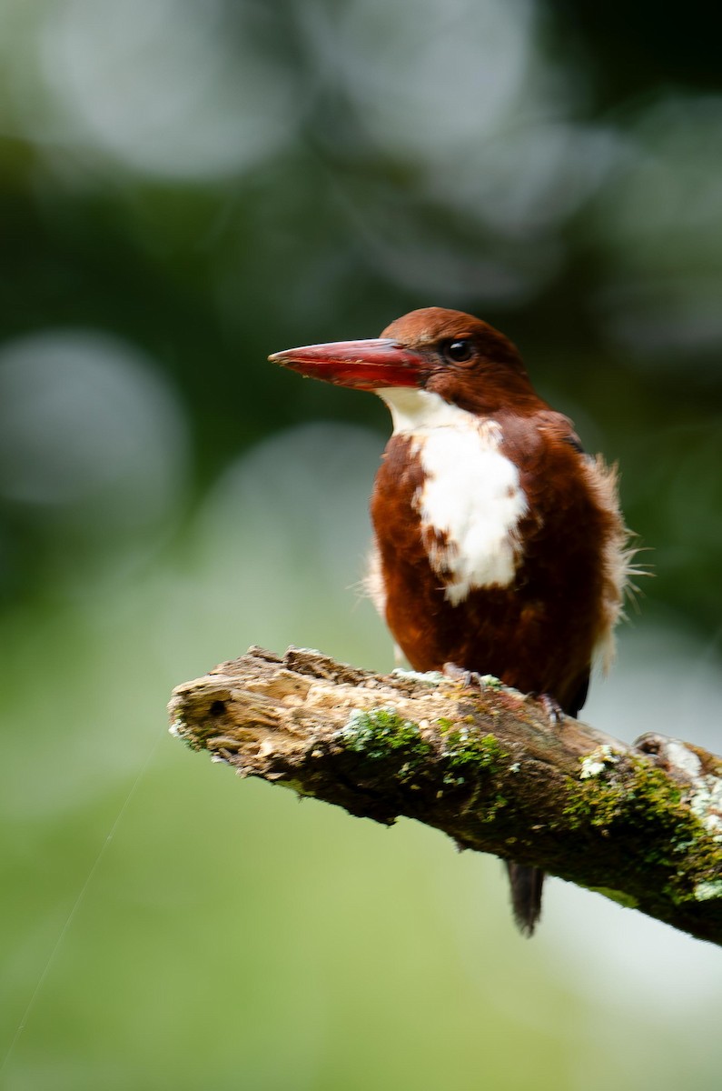 White-throated Kingfisher - ML613019326