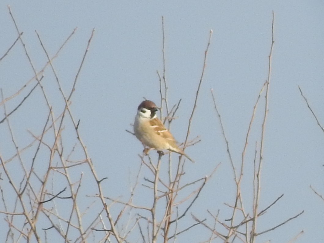 Eurasian Tree Sparrow - ML613019504