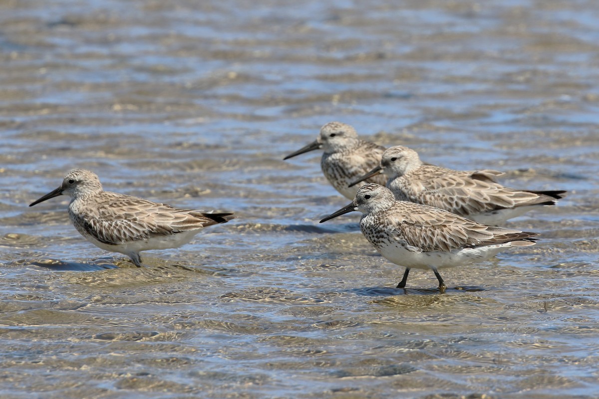 Great Knot - ML613019521