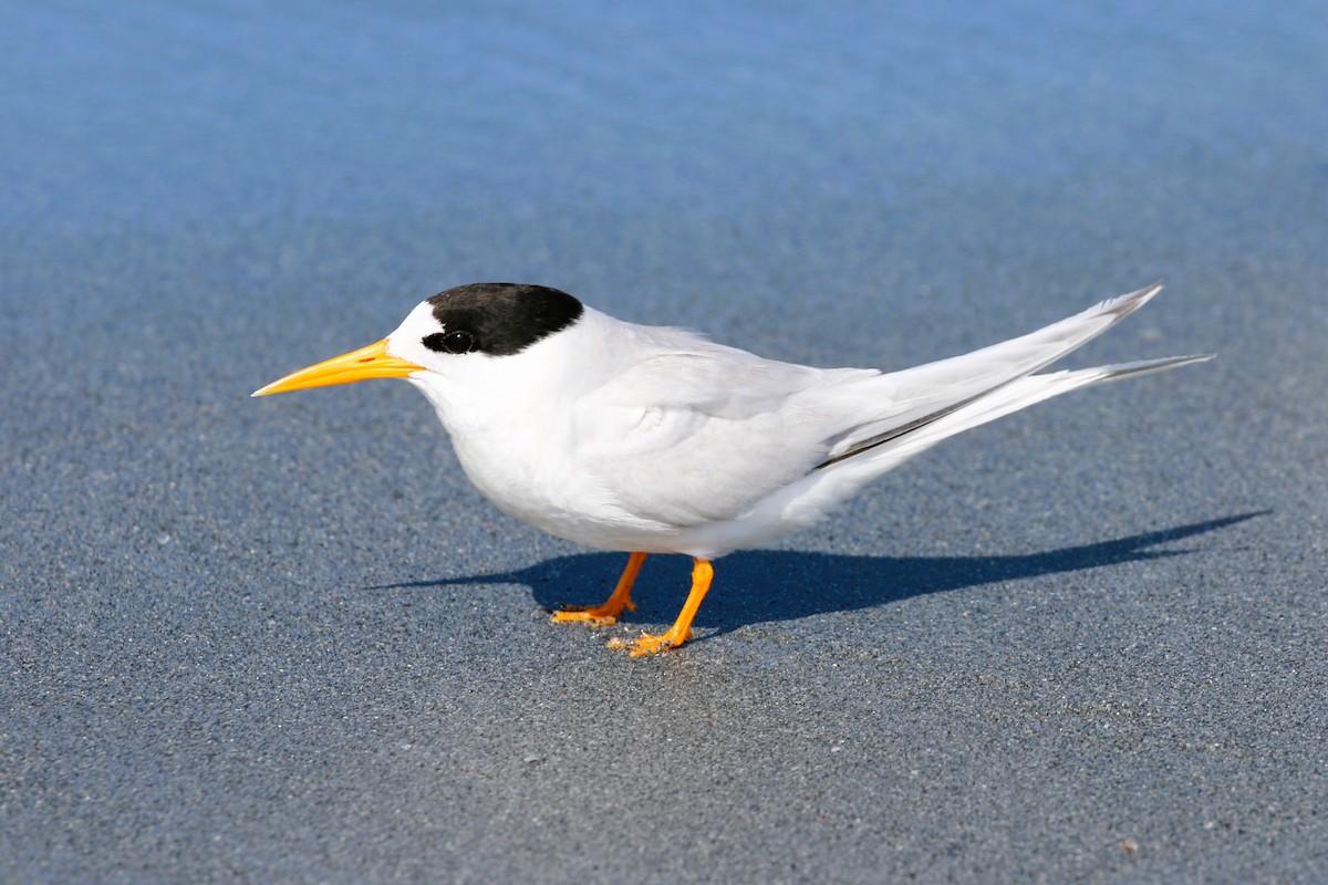 Australian Fairy Tern - Alan Henry