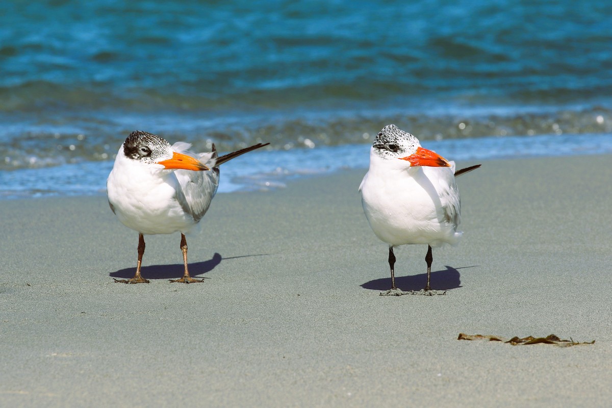 Caspian Tern - Alan Henry