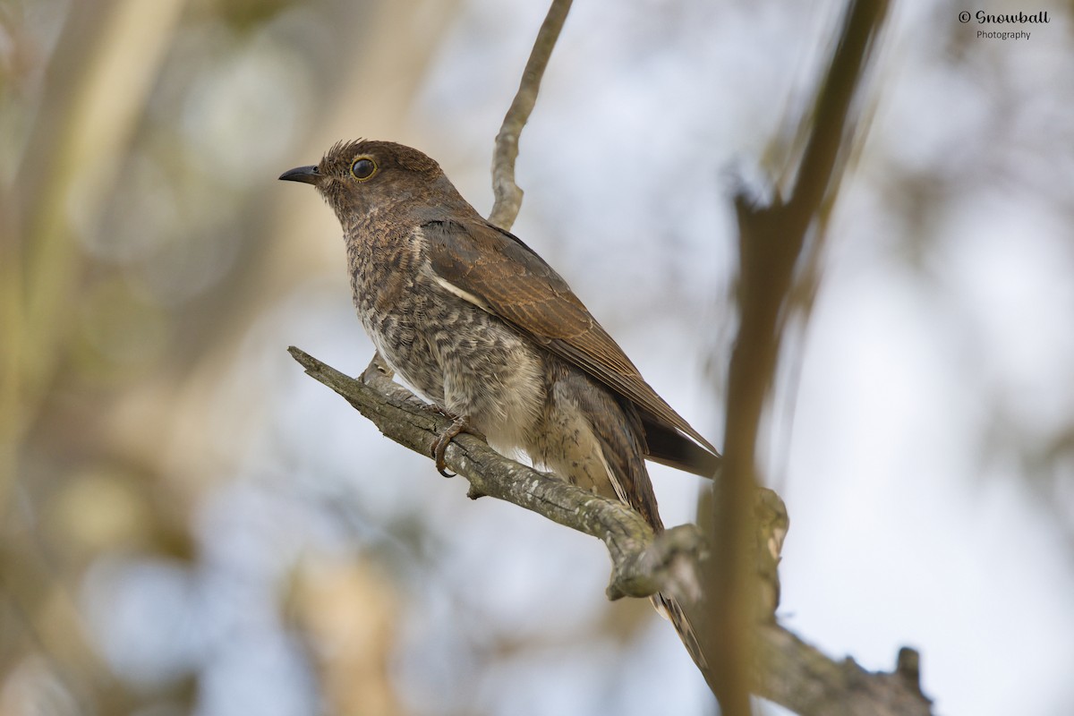 Fan-tailed Cuckoo - ML613019597