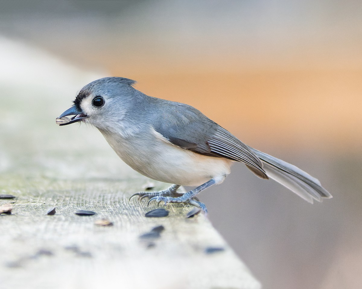 Tufted Titmouse - ML613019725