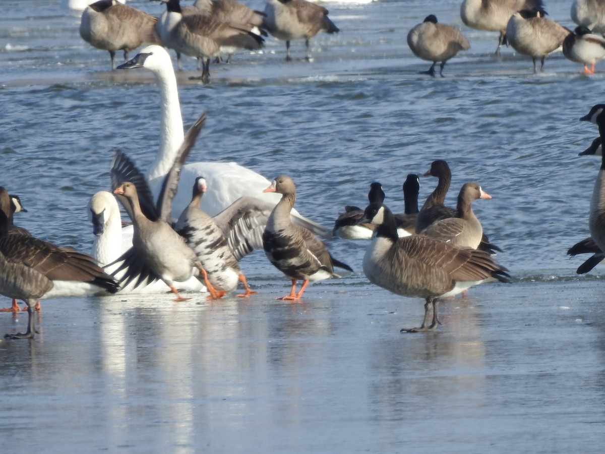 Greater White-fronted Goose - ML613019727