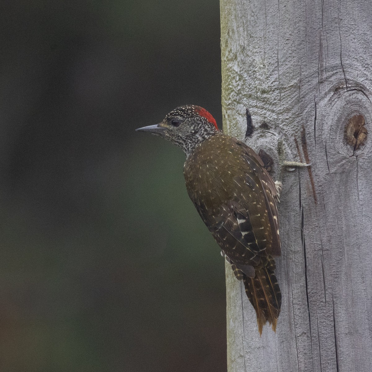 Knysna Woodpecker - ML613019907