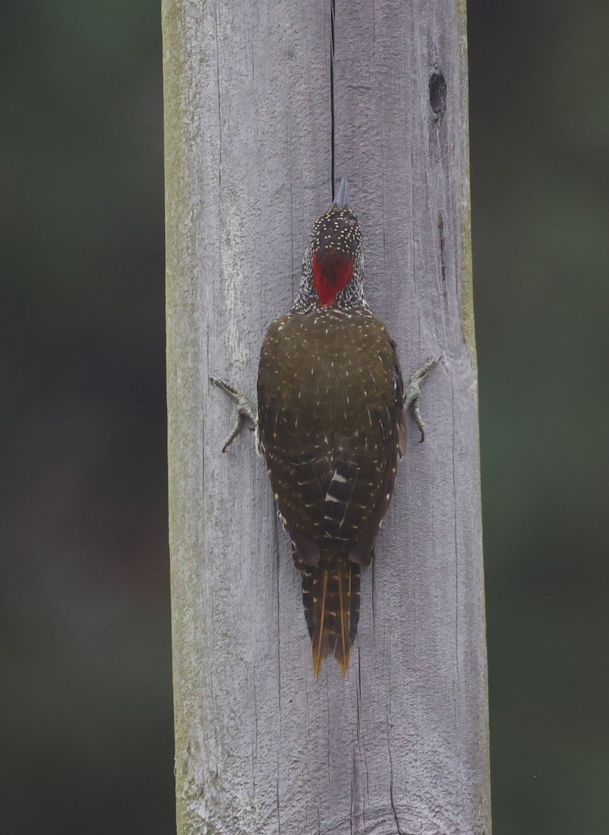 Knysna Woodpecker - ML613019908