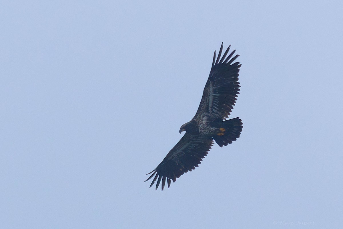 Bald Eagle - Marc Jalbert