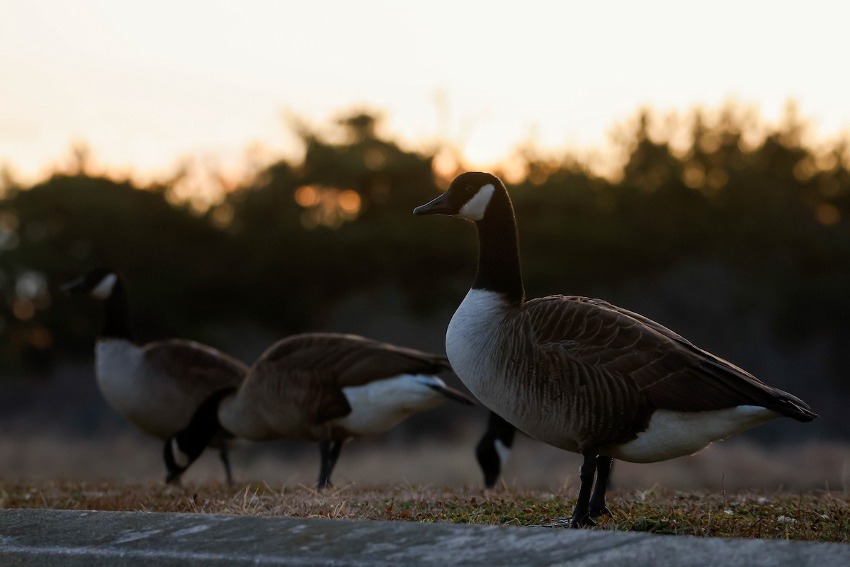 Canada Goose - ML613020202