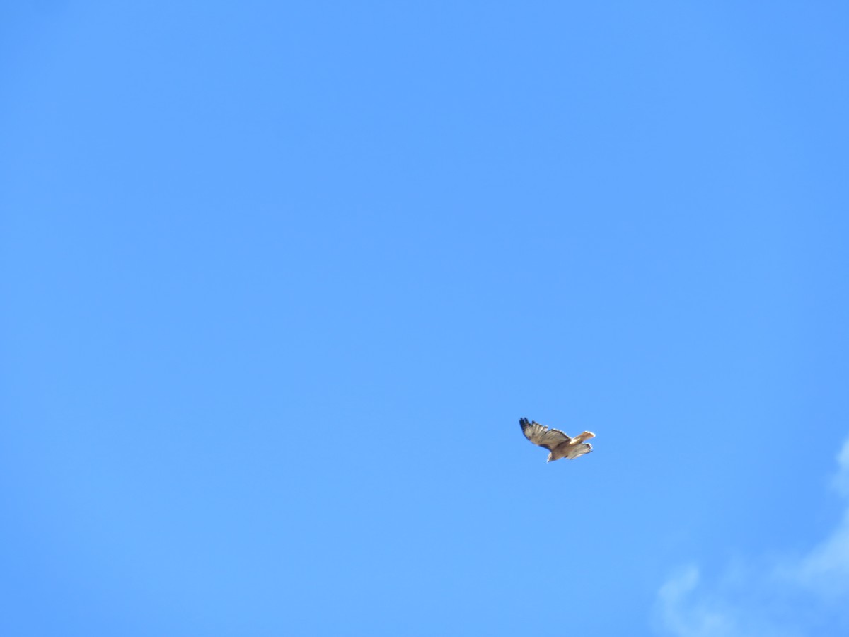 Red-tailed Hawk - ML613020234