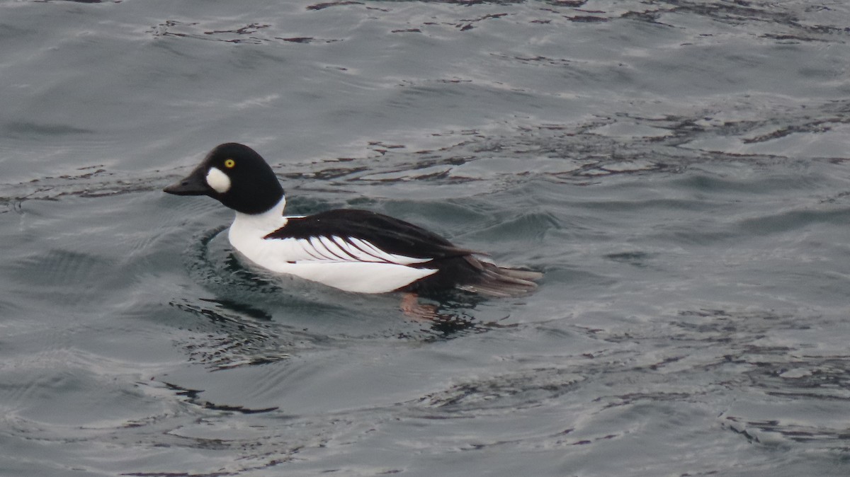 Common Goldeneye - ML613020238