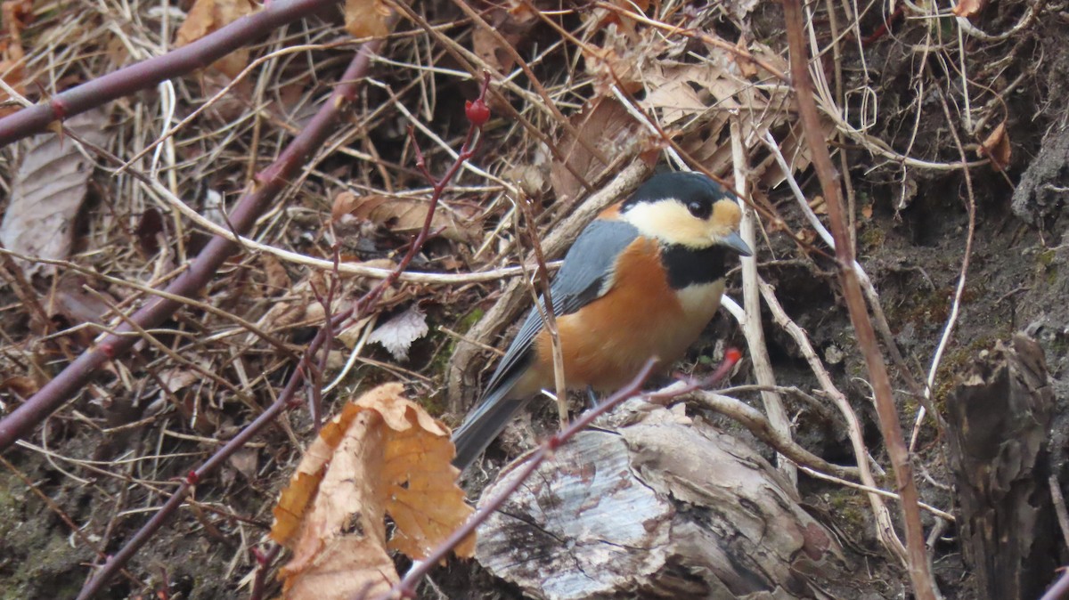 Varied Tit - ML613020261