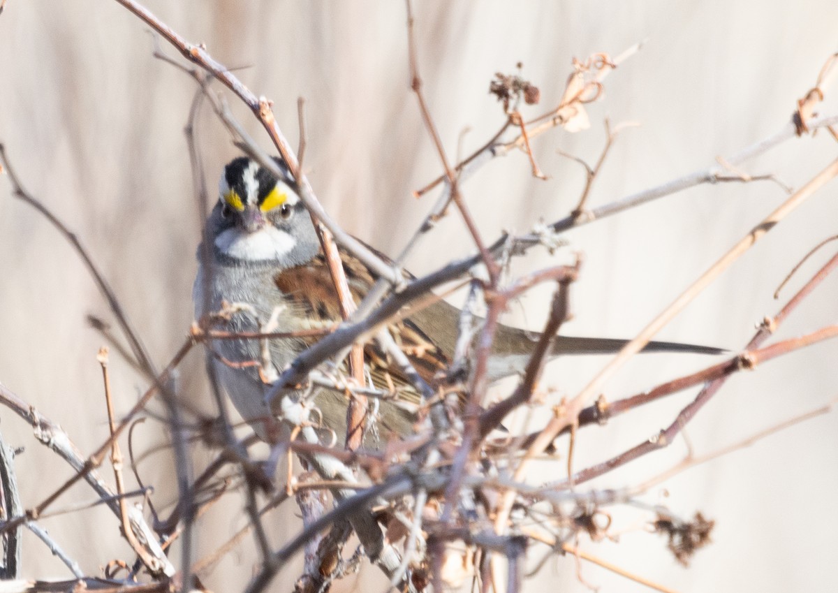 White-throated Sparrow - ML613020342
