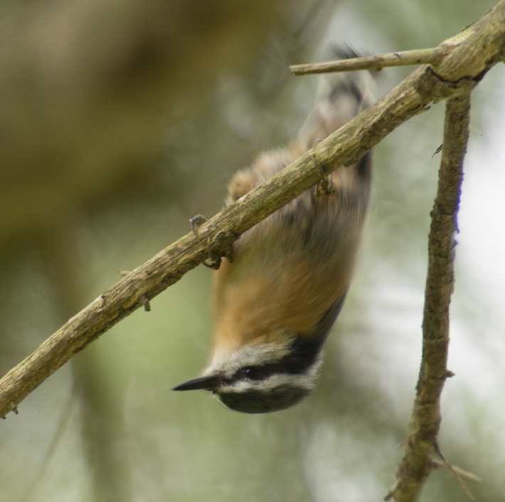 Red-breasted Nuthatch - ML613020346