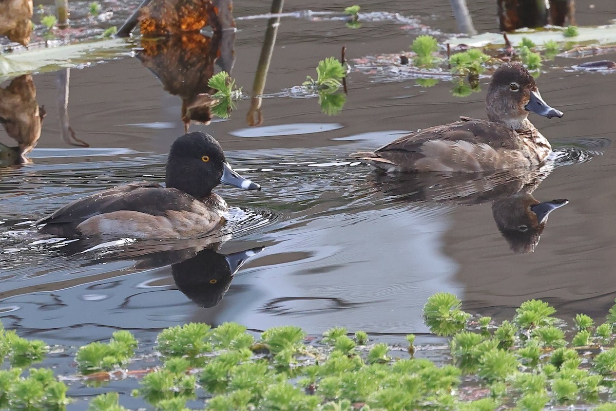 Ring-necked Duck - ML613020453