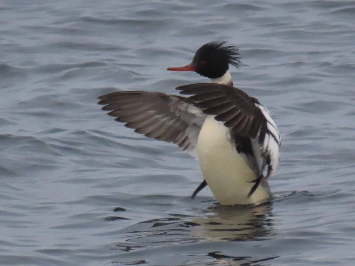 Red-breasted Merganser - ML613020487