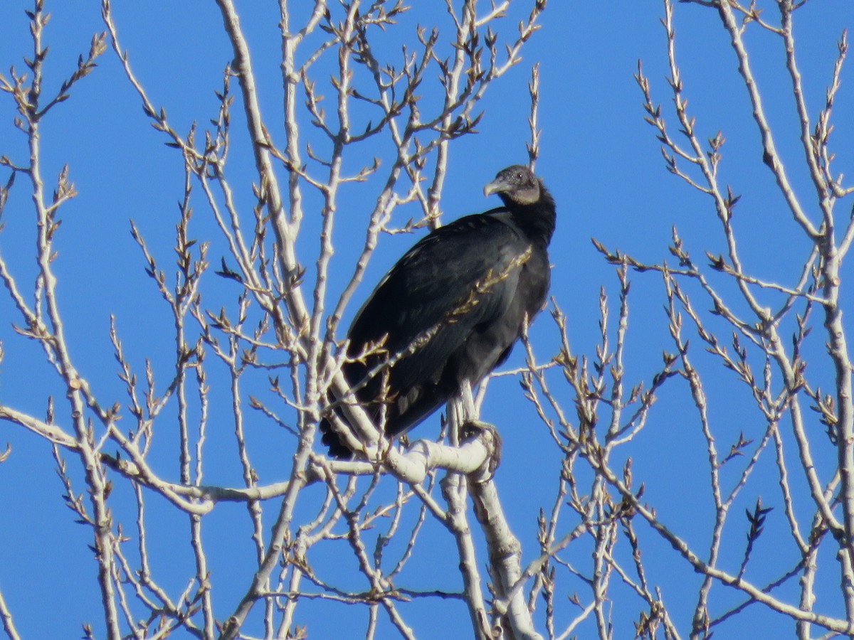 Black Vulture - ML613020561