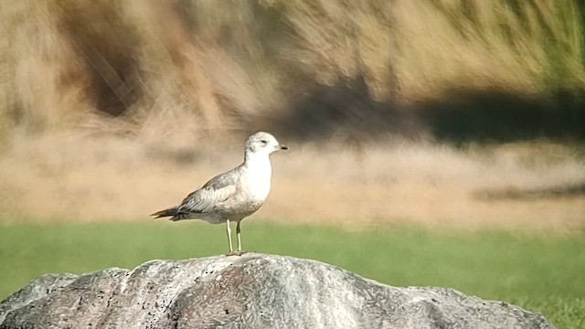 Short-billed Gull - ML613020643