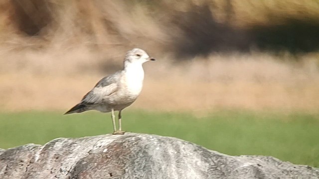 Short-billed Gull - ML613020644