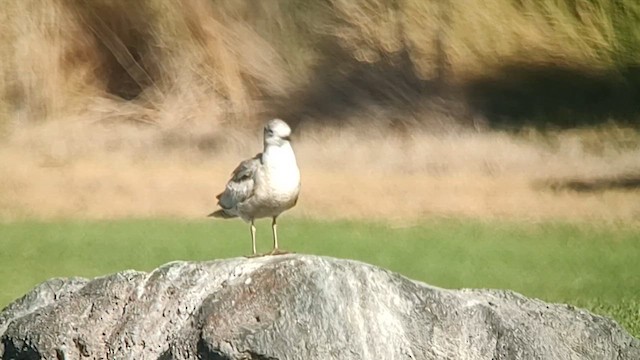 Goéland à bec court - ML613020645