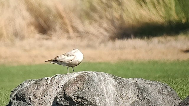 Short-billed Gull - ML613020648