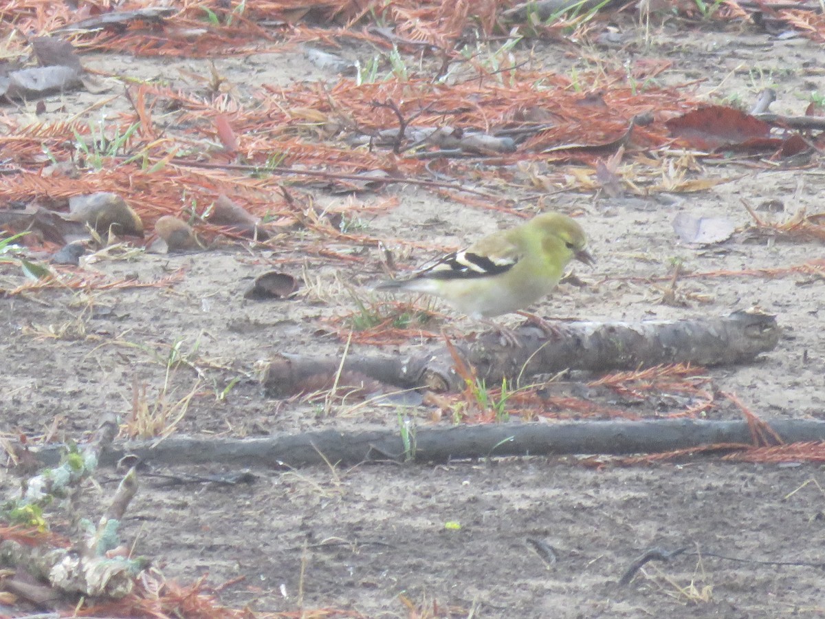 American Goldfinch - ML613020693