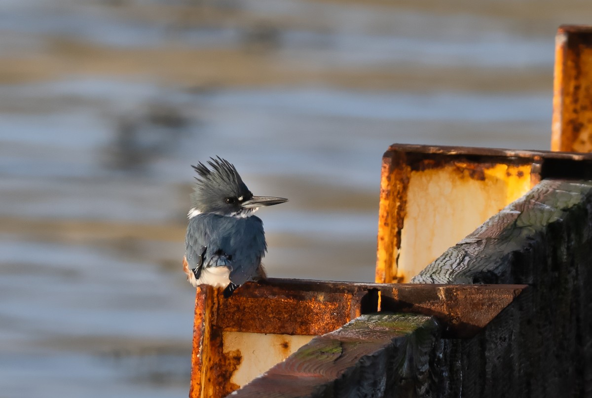 Belted Kingfisher - ML613020775