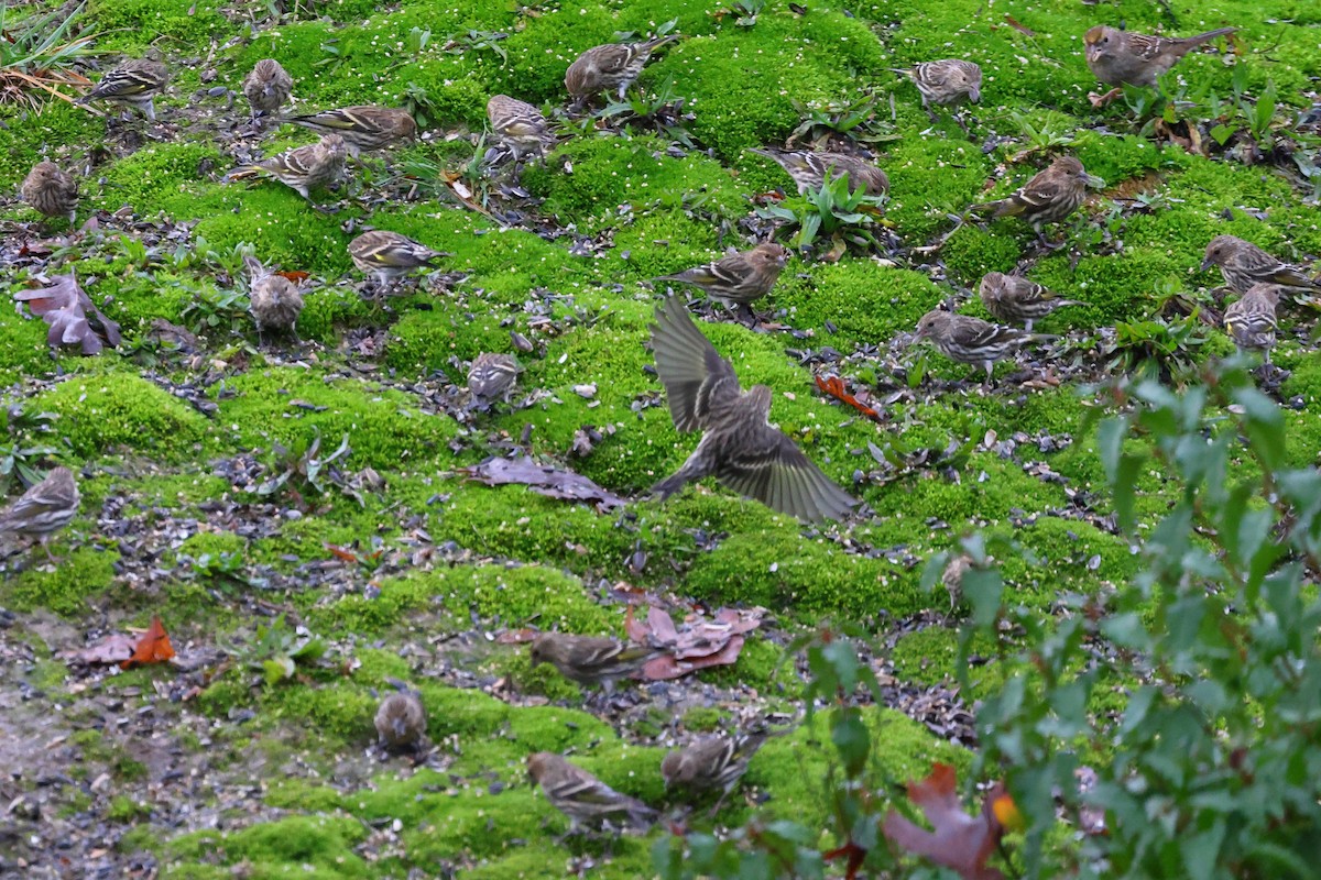 Pine Siskin - Keith Leland