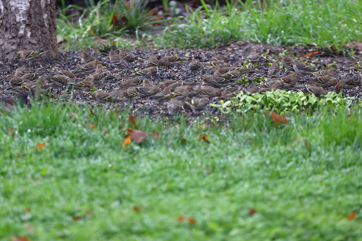 Pine Siskin - ML613020857