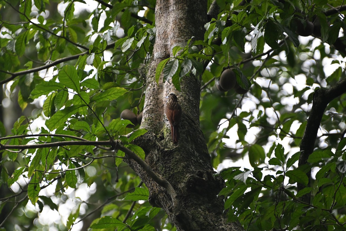 Ivory-billed Woodcreeper - ML613020981