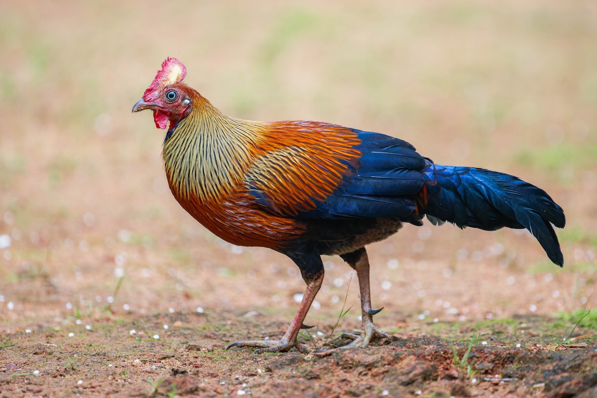 Sri Lanka Junglefowl - Blair Dudeck