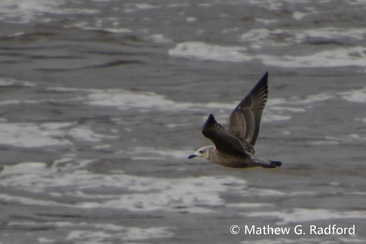 Lesser Black-backed Gull - ML613021002