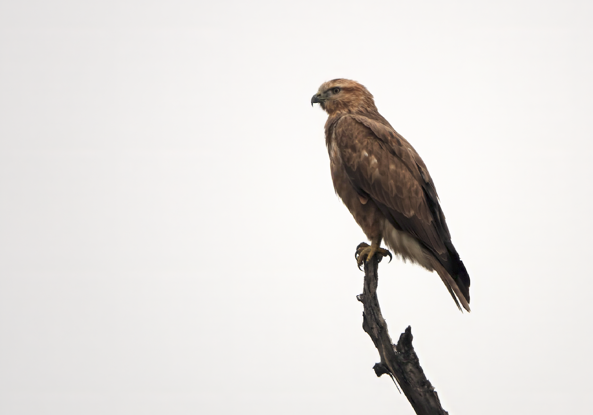 Common Buzzard - ML613021028