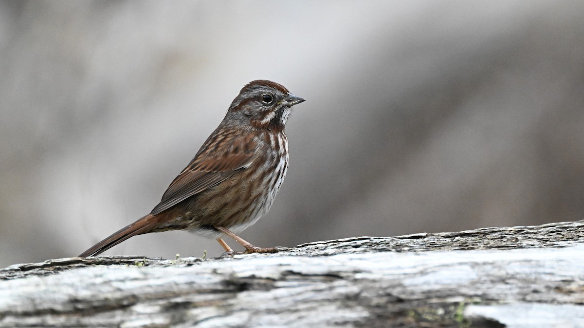 Song Sparrow (rufina Group) - ML613021061
