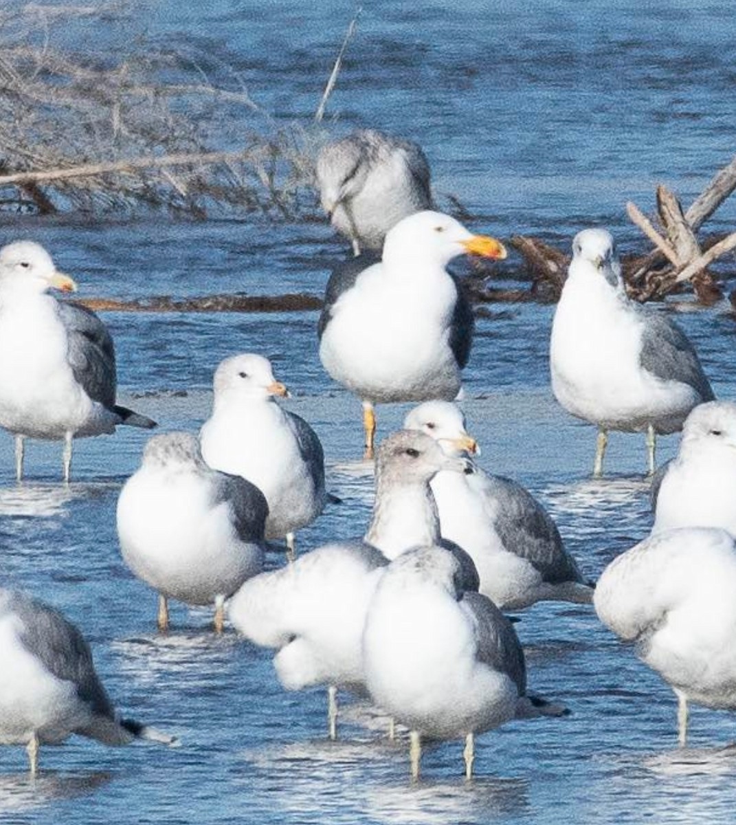 Yellow-footed Gull - ML613021146