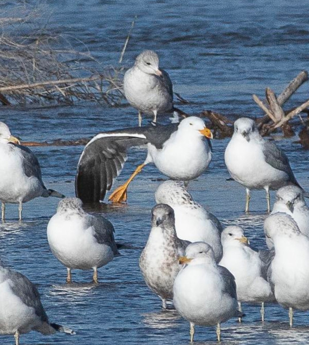 Yellow-footed Gull - ML613021147