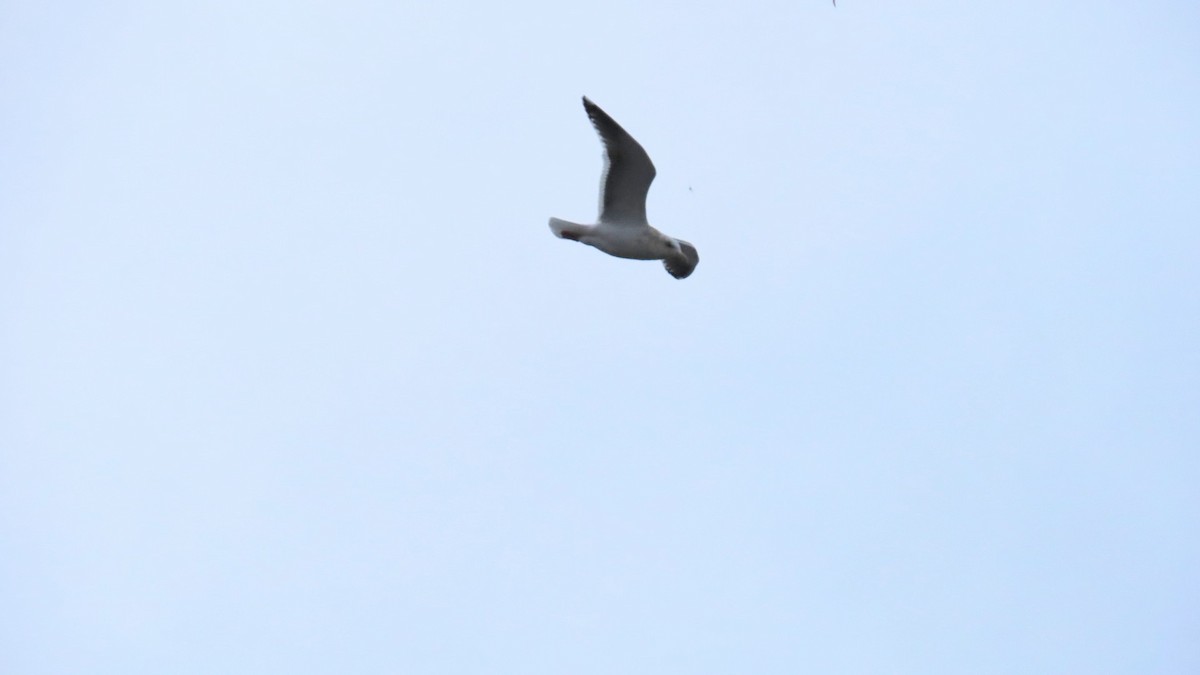 Slaty-backed Gull - ML613021189